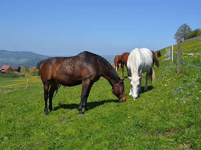 Altersweide im Unterhof – pferdeweide-zugerberg.ch