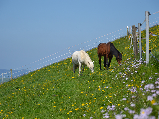 Fohlenweide mit Aufzucht auf dem Zugerberg im Unterhof im Sommer